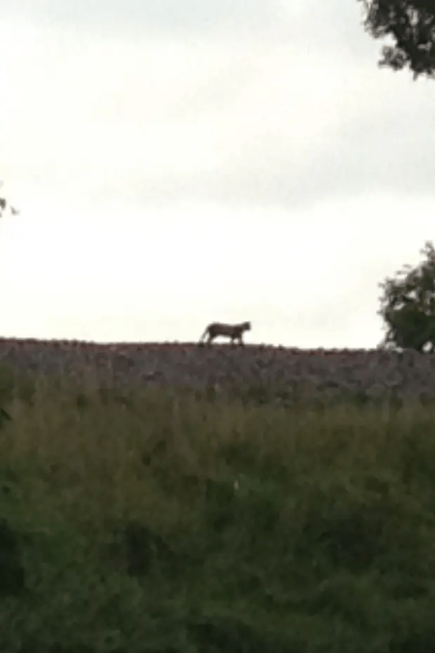 The animal, believed to be a big cat, was spotted in Cumbria by Kevin Pitt in 2016