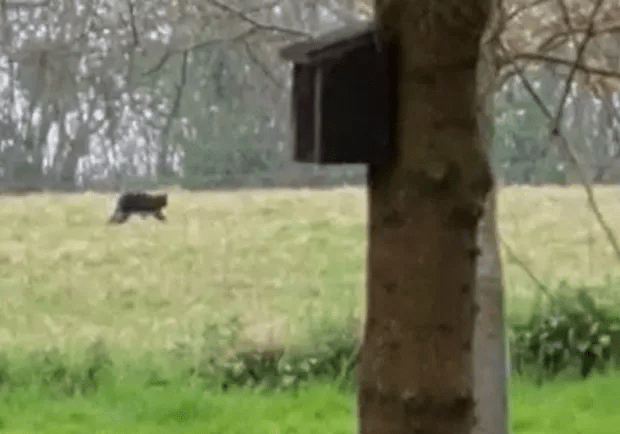 The 'Beast of Exmoor' running across a filed near Yeovil, Somerset