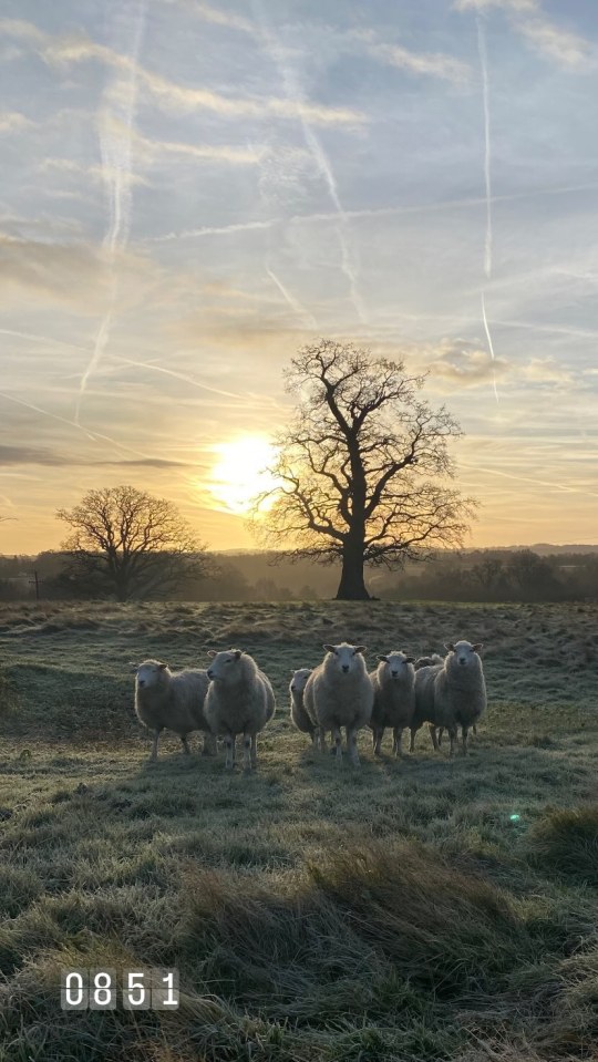 Sheep in a field at sunrise.