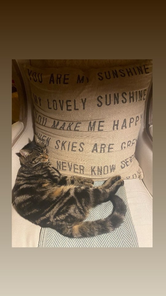 Tabby cat sleeping on a pillow that says "You are my sunshine."