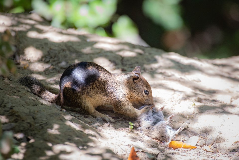 A number of squirrels in a California park were seen hunting voles