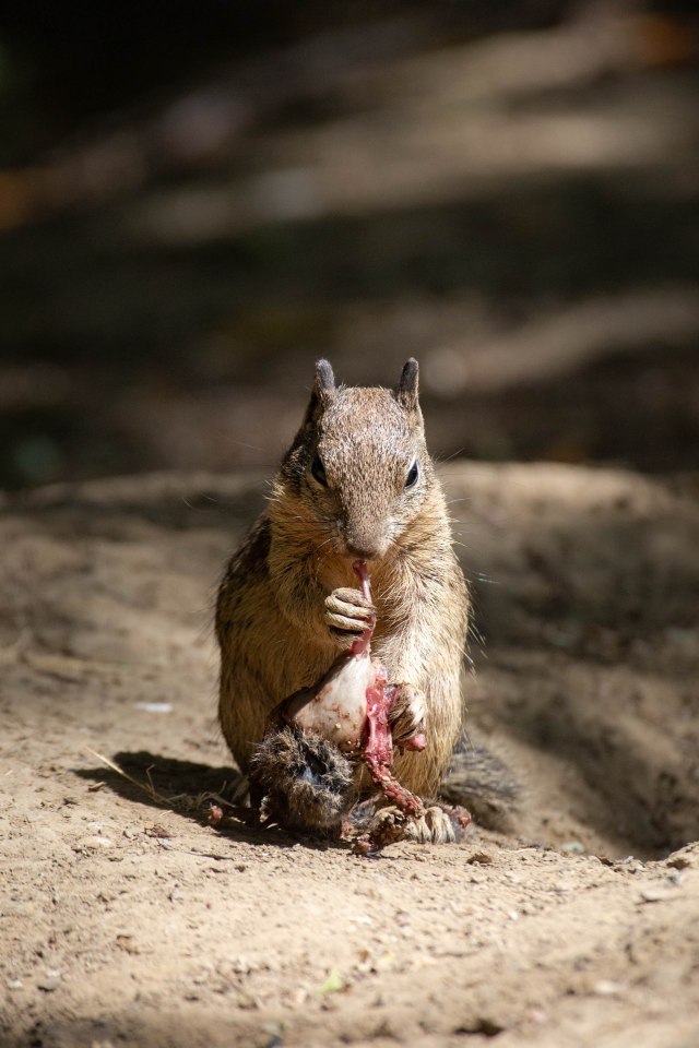 Not clear when squirrels started eating voles - or why