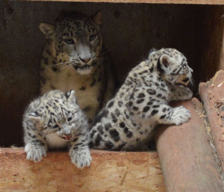 Hundreds of animals suffered under the zoo's care - with campaigners saying it was 'synonymous with neglect'