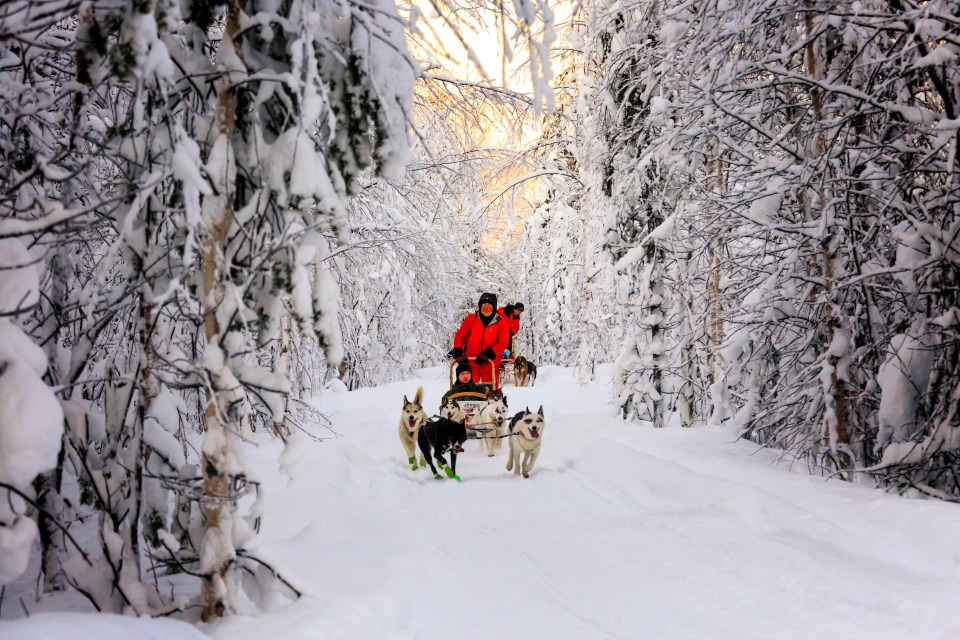 Dog sledding through a snowy forest.