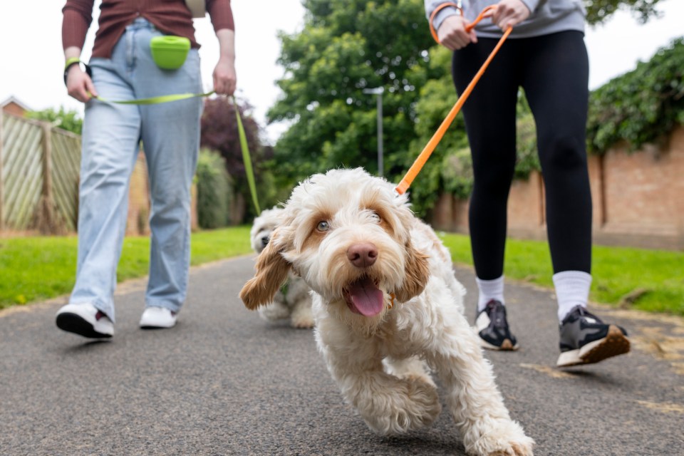 A half-hour walk in the park may boost your memory power for 24 hours, according to the findings of a new study published this week