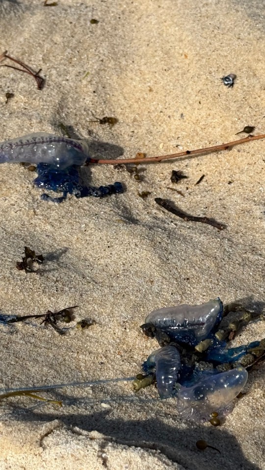 Dead jellyfish littered the beach