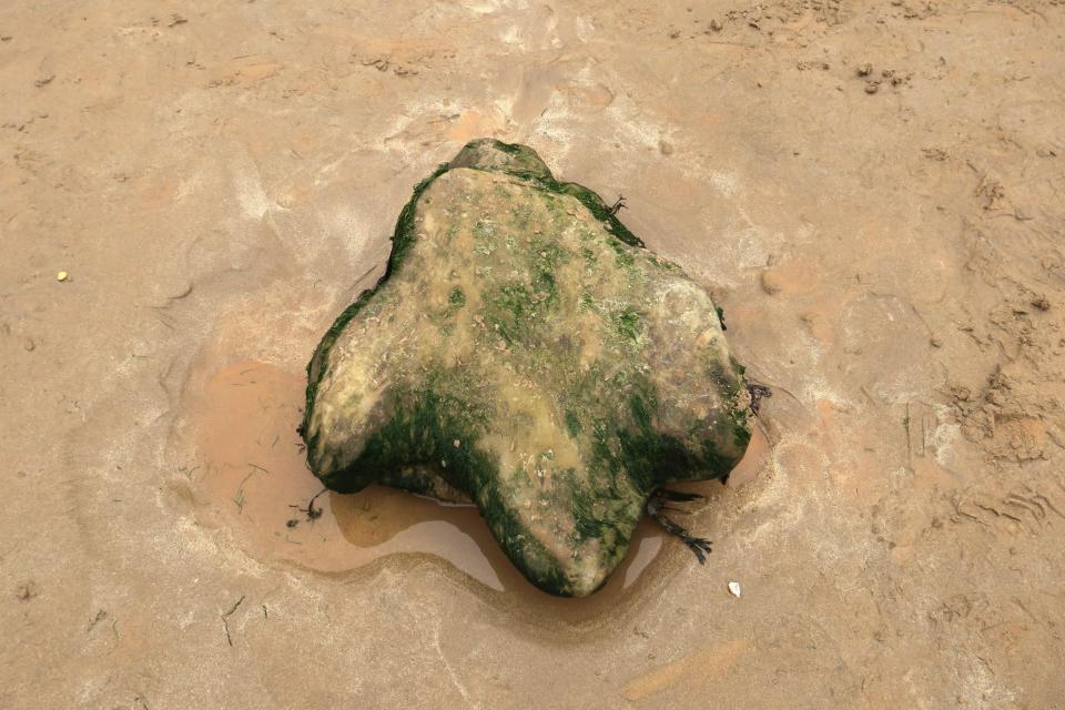 Visitors can spot 125million-year-old dinosaur footprints