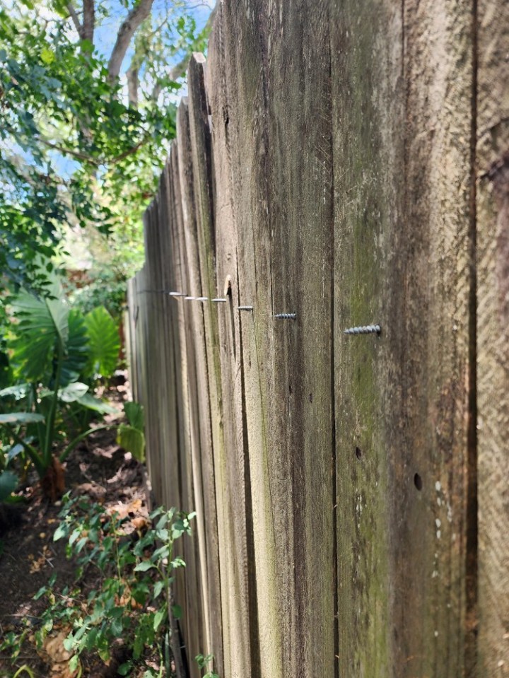 The sharp screws used to secure the fence are dangerously protruding through the wood panels.