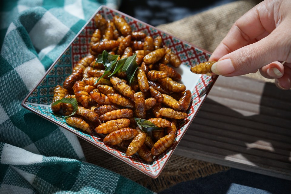 Fried caterpillars are a popular festive delicacy in many parts of South Africa (stock image)