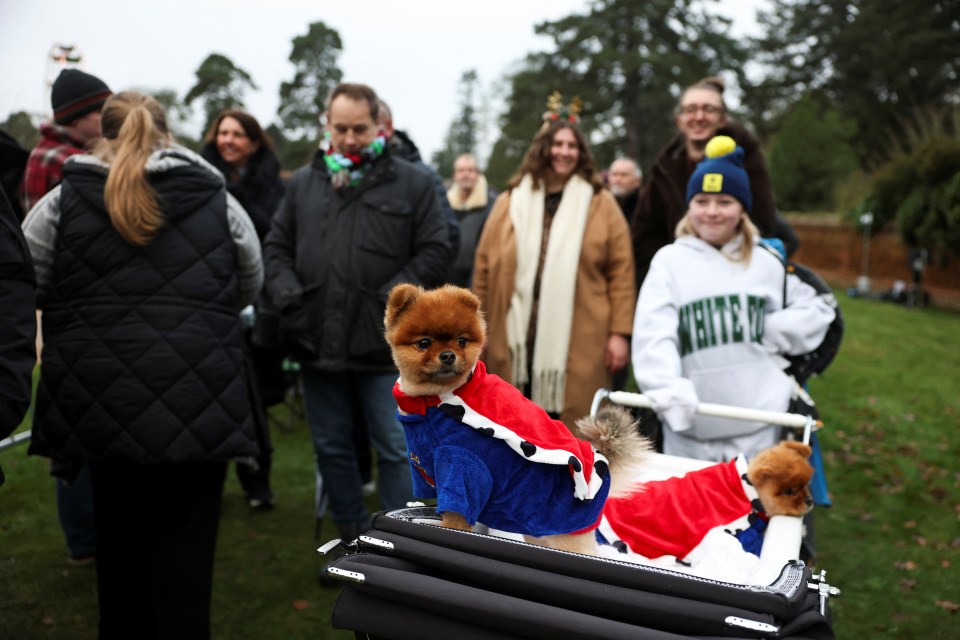 Two Pomeranian dogs in royal-themed costumes sit in a stroller outside a church.