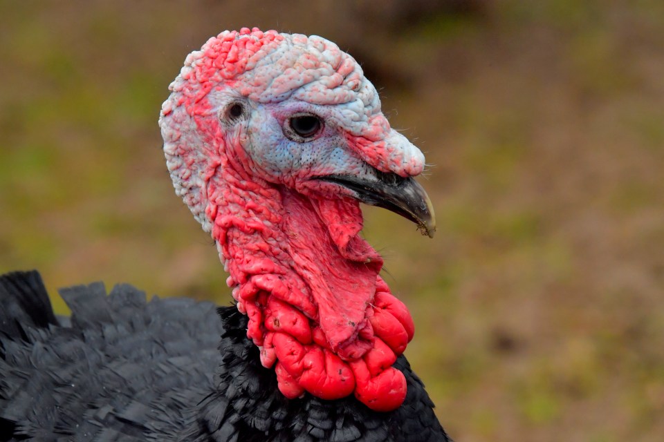 Close-up of a turkey's head and neck.