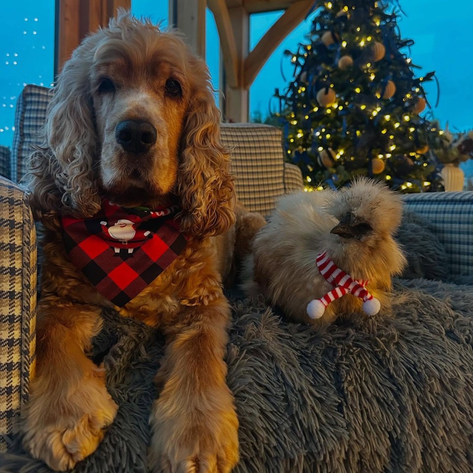 A cocker spaniel and a silkie chicken wearing festive bandanas sit together on a fuzzy blanket in front of a Christmas tree.