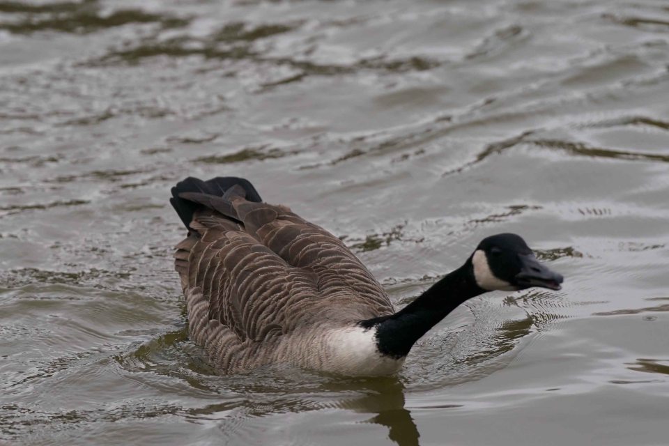 Gary the Goose did not make an appearance with the Sun in attendance but there was an abundance of other wildlife on offer