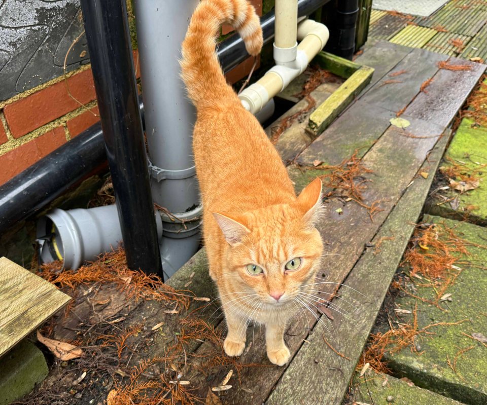 The residents are joined by four-pawed friends including multiple cats and a couple of dogs