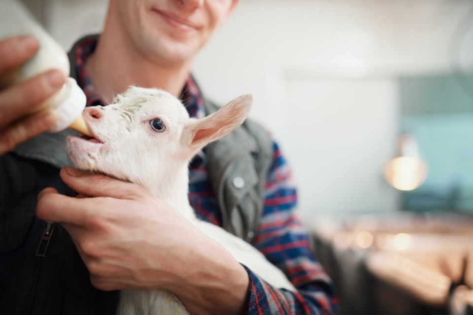 A young man bottle-feeding a baby goat.