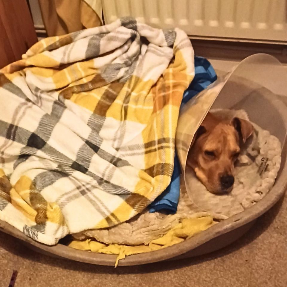 Eight-year-old dog Shylah was taken ill last Christmas after consuming tinsel