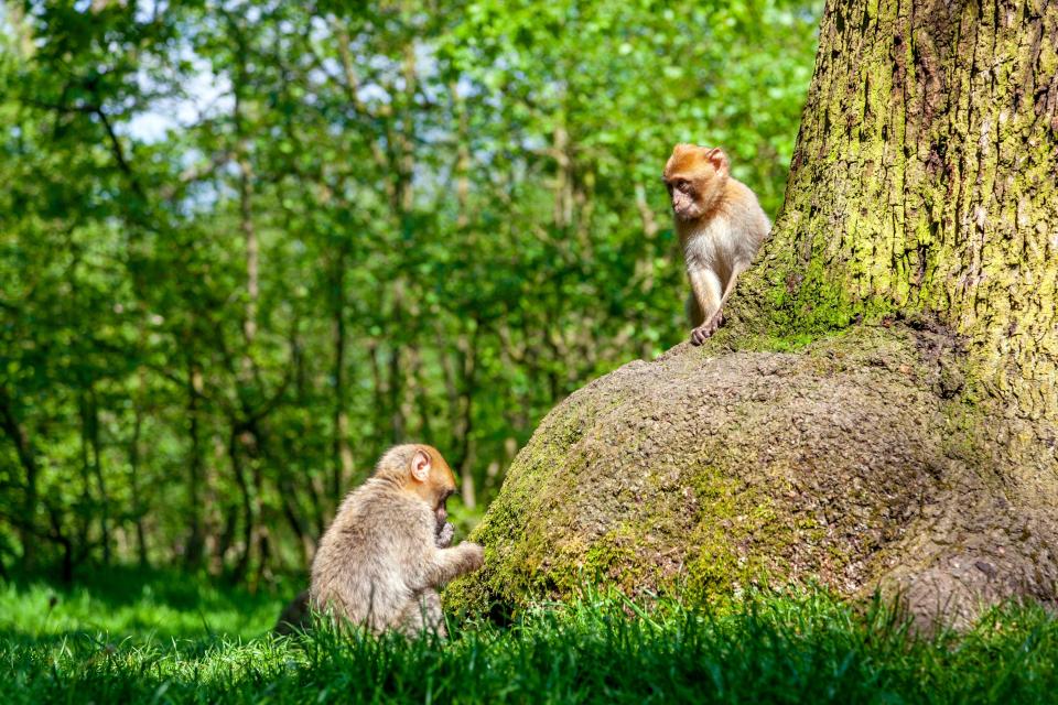 Trentham Estate is also home to the UK's only monkey forest