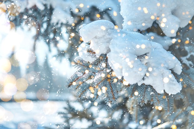 Snow-covered Christmas tree branches with fairy lights.