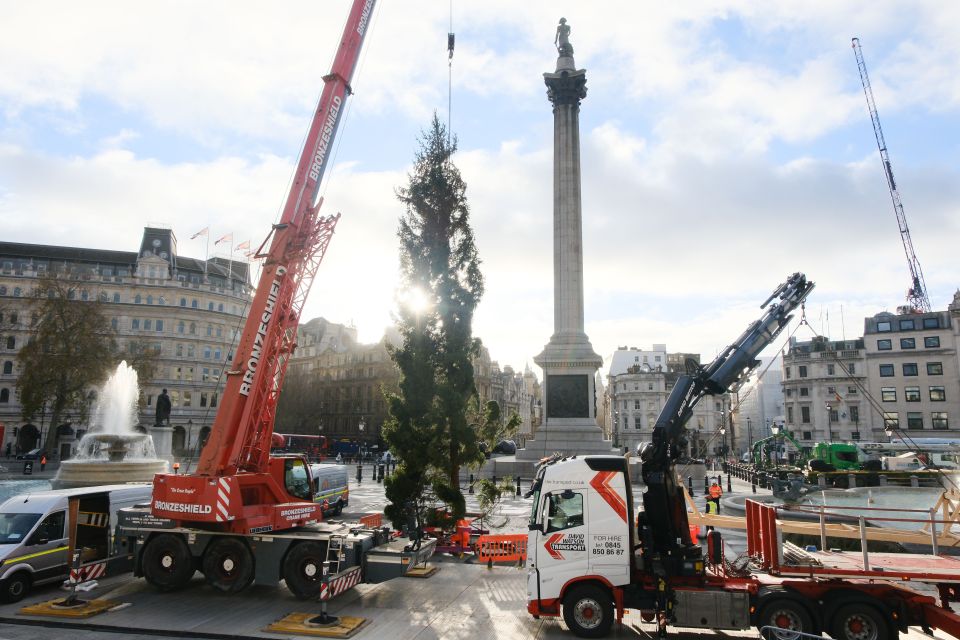 The tree has been donated to Britain by Norway