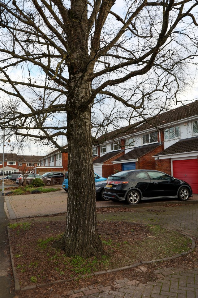 The birch trees on Columbia Drive have a preservation order and cannot be felled