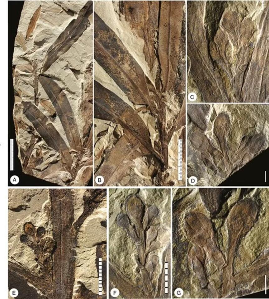 Close-up photos of a 47-million-year-old fossilized plant.