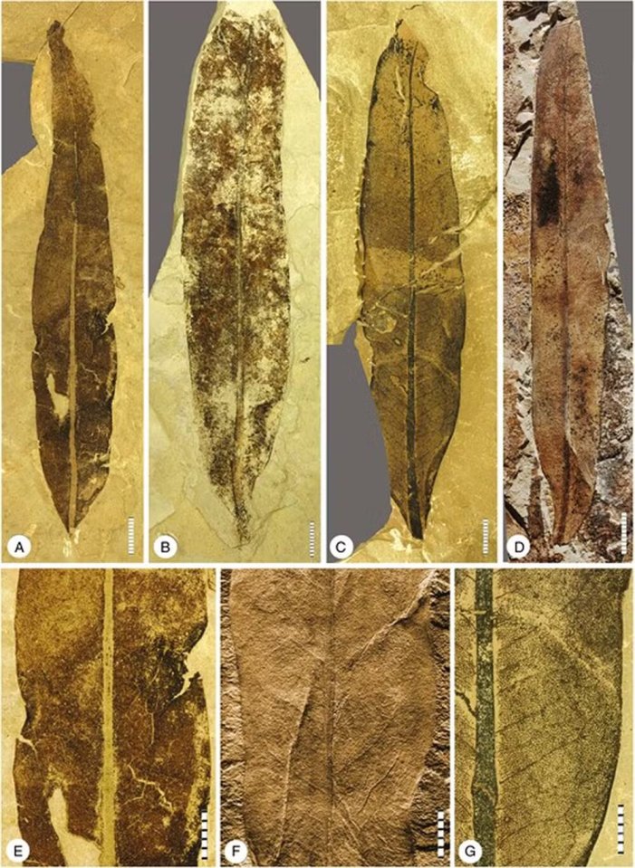 Seven images of a 47-million-year-old fossilized plant.