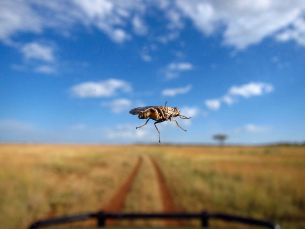 Tsetse fly on a windshield, Serengeti National Park.