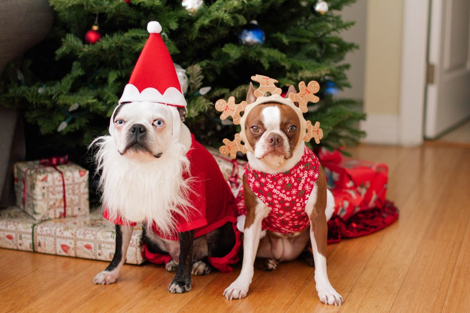 Experts have now advised pet owners to keep hazardous decorations away from their dogs