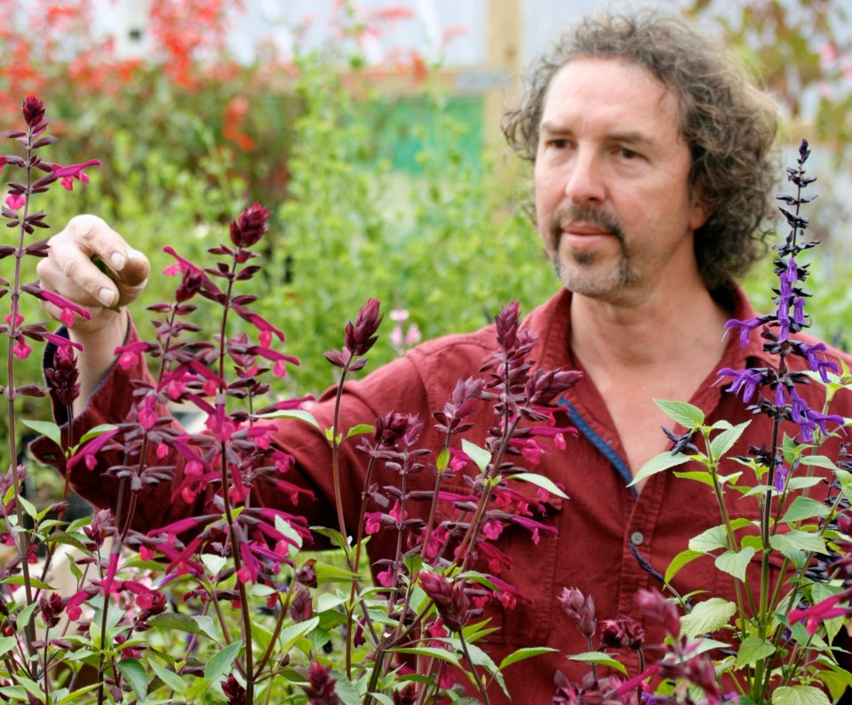 Man examining salvia plants.