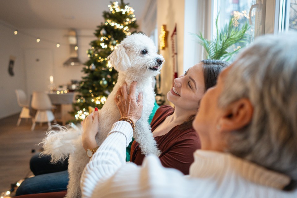 The canine professional recommended keeping your dog's routine as normal as possible this festive season (stock image)