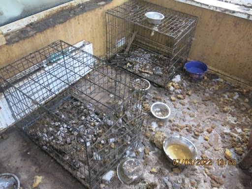 Dirty cages containing dog feces and urine.