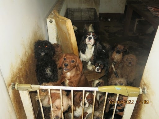 Dozens of dogs in a filthy room during a raid of an illegal puppy breeding operation.