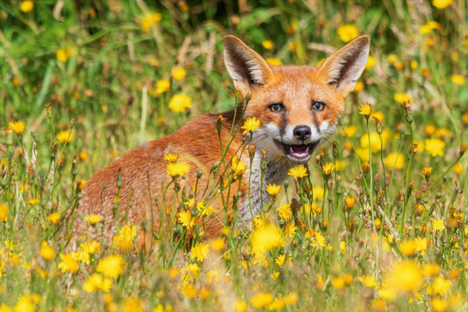 Red fox sitting in a field of yellow flowers.