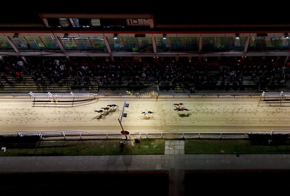 Aerial view of greyhounds racing at night.