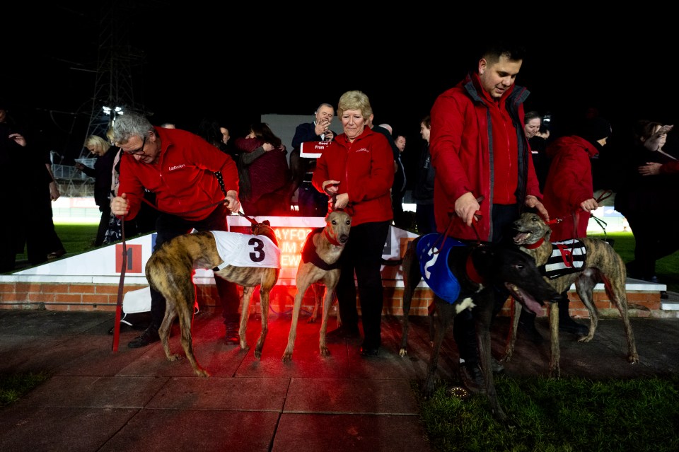 Greyhounds and handlers at a greyhound racing stadium's final night.