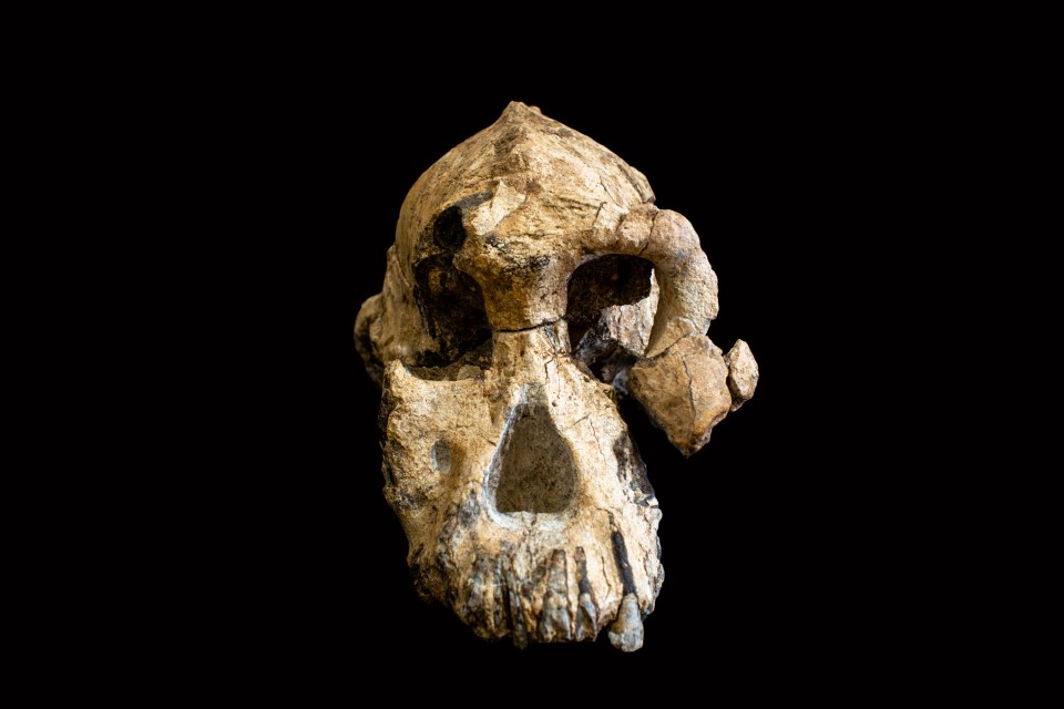 Fossilized cranium of Australopithecus anamensis