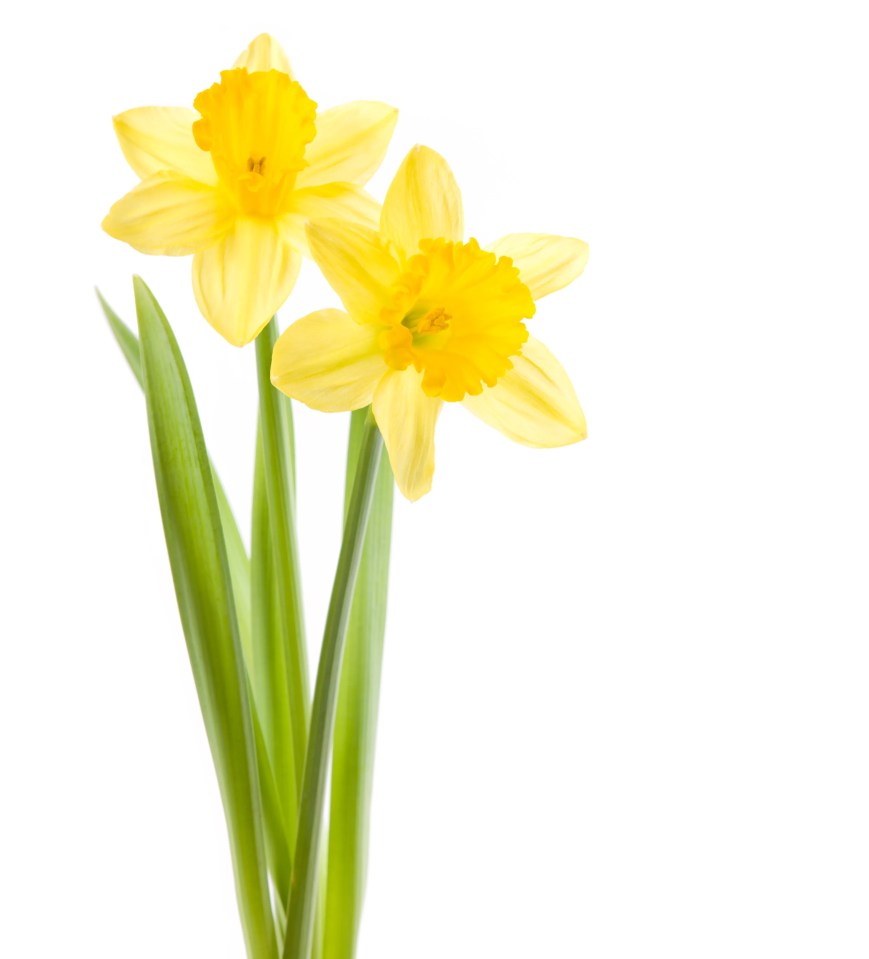 Two yellow daffodils on a white background.