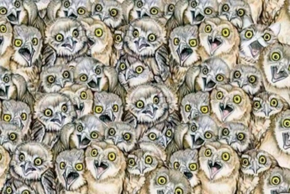 Illustration of a group of owls, one of which is different.