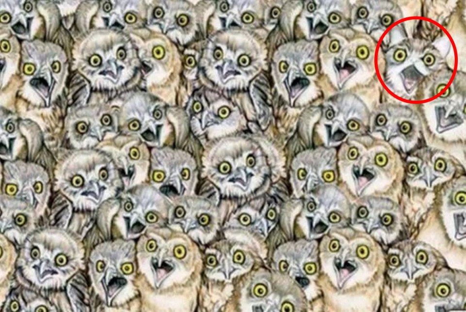 Illustration of a cat hidden among many owls.