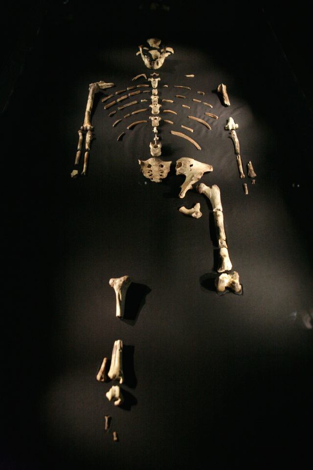 3.2 million year old Australopithecus afarensis skeleton called Lucy