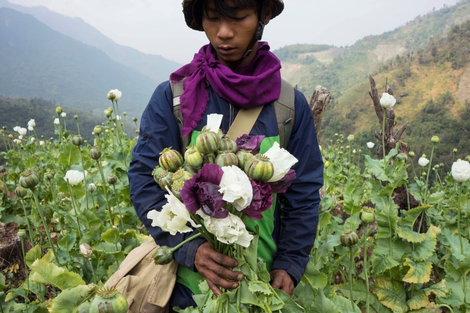 A farmer in Myanmar holds harvested opium poppies.