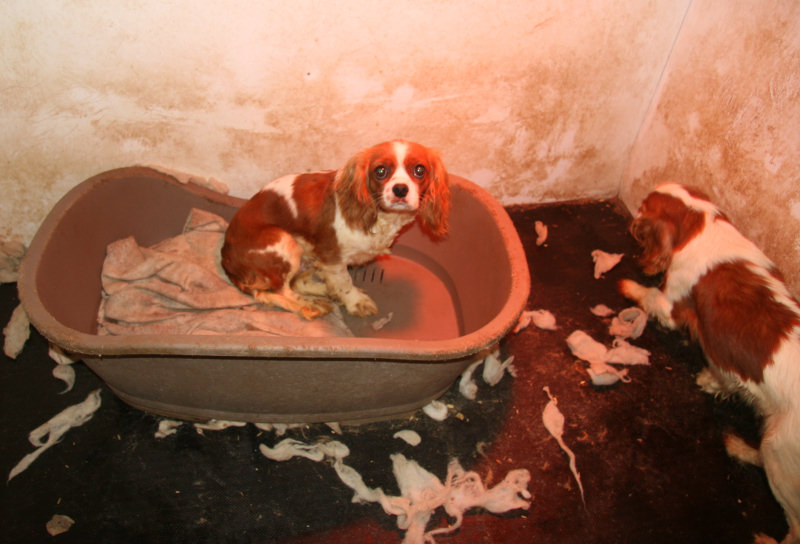 Two Cavalier King Charles Spaniels in a dirty kennel.