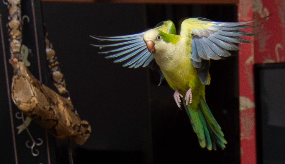 Monk parakeet Steve, who weighs just five ounces, bravely repeatedly dive-bombed the intruder raiding his owner's home