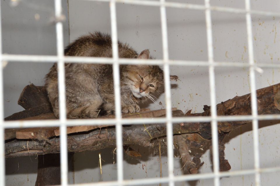 A tabby cat in a cage.