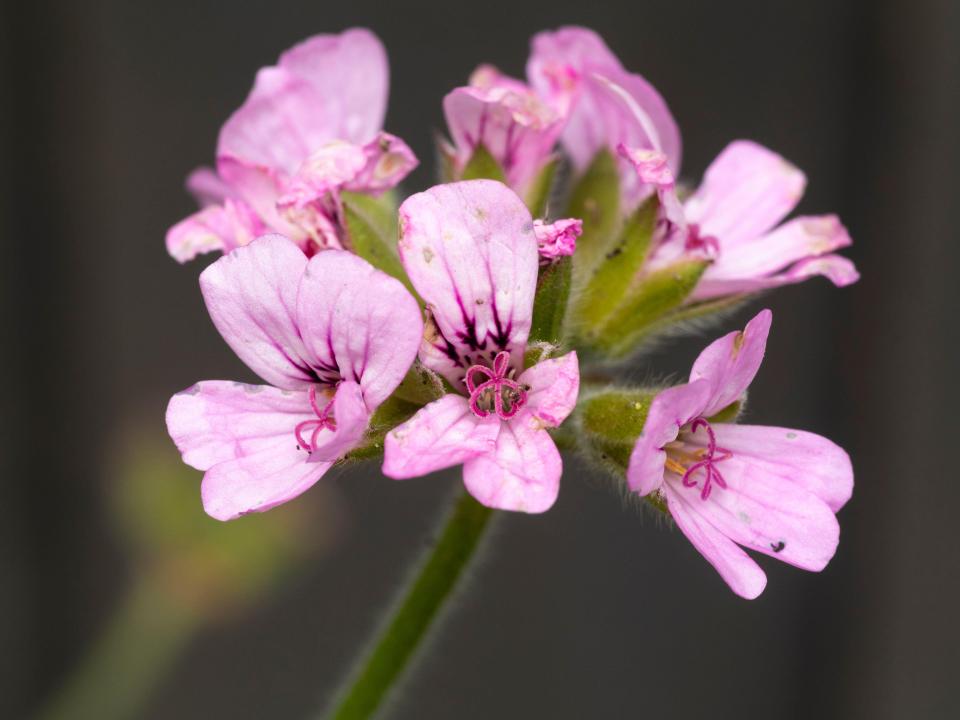 Close-up of small pink Pelargonium capitatum 'Attar of Roses' flowers.