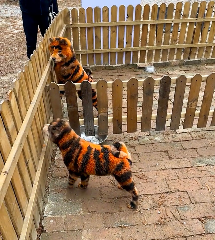 Two dogs painted to look like tigers are seen on either side of a wooden fence.