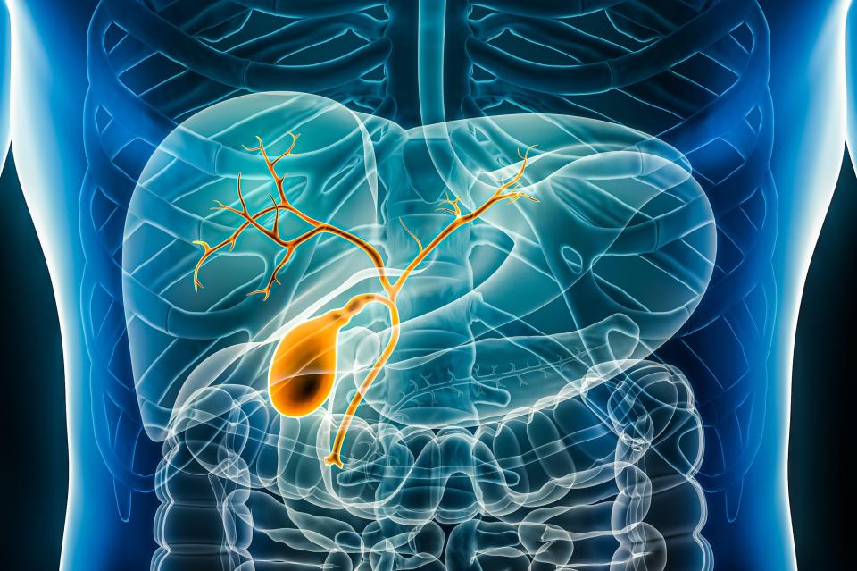 Illustration of the gallbladder, bile duct, and biliary tree.