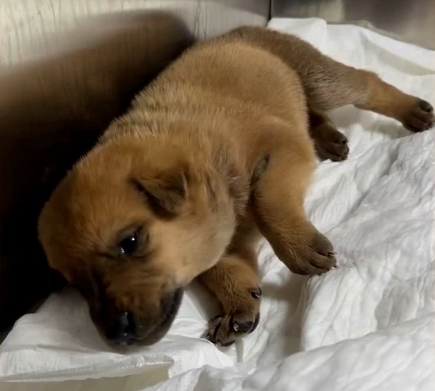 Sick puppy lying on a vet's table.