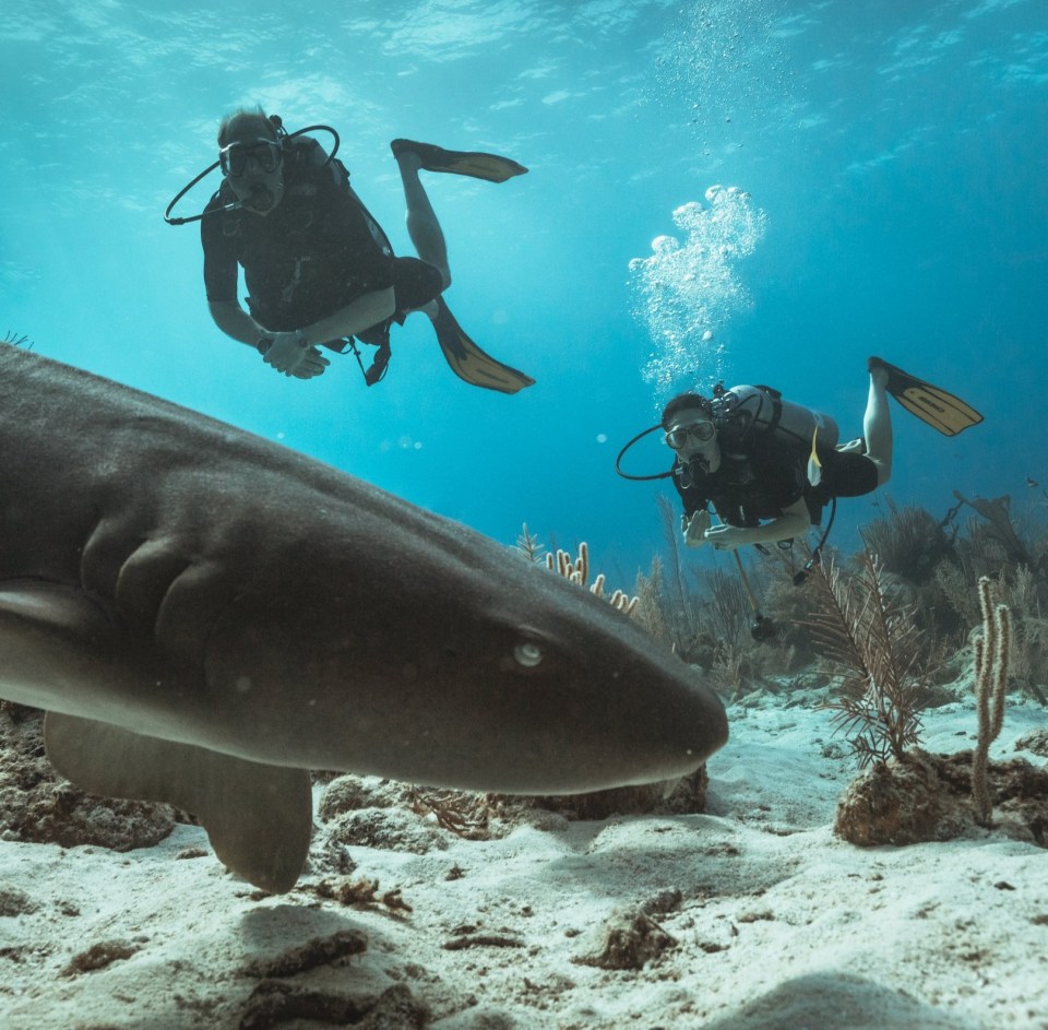 Wills and Kate, both 42, went scuba diving with sharks during their trip to the Caribbean in 2022