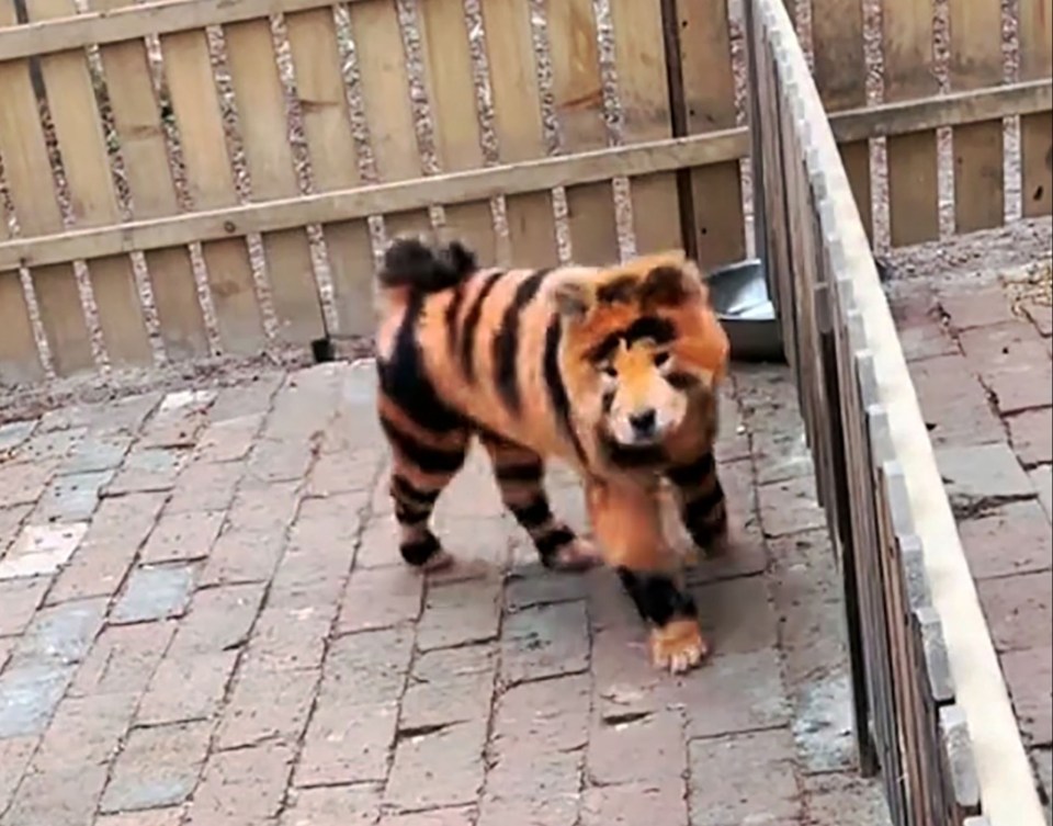 Dog dyed to resemble a tiger.